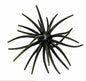 Head Hunter Spider Monkey