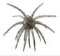TKO Killer Bait's Okie Urchin