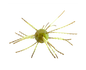 Strike King Tumbleweed Floating