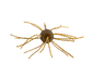 Strike King Tumbleweed Floating