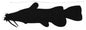 Vinyl Decals